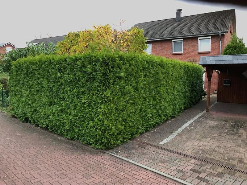 Hecke vor der Pflege